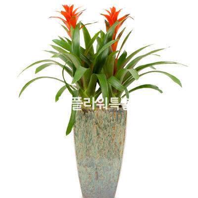 구즈마니아(고급분)
