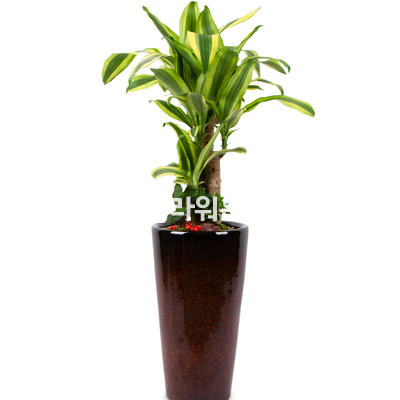 행운목사기분
