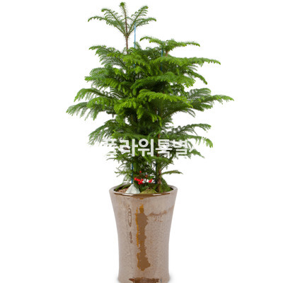 아라우카리아