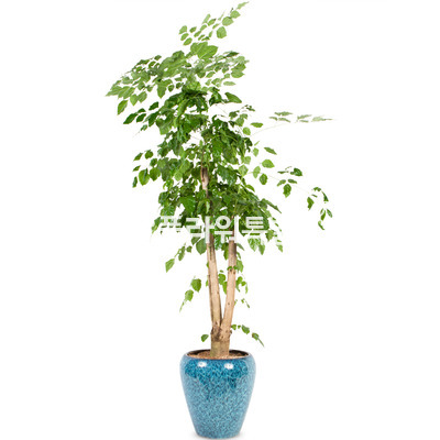 행복나무