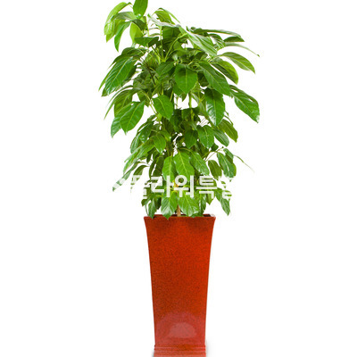 대엽홍콩2