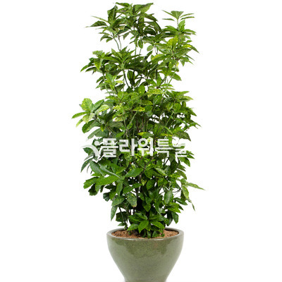 청목1