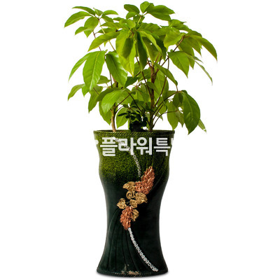 쥬필란다스(대엽홍콩야자)