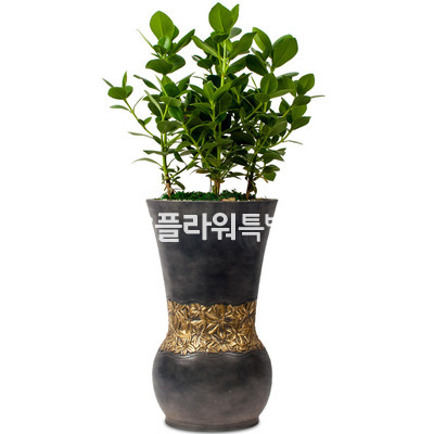 크루시아1