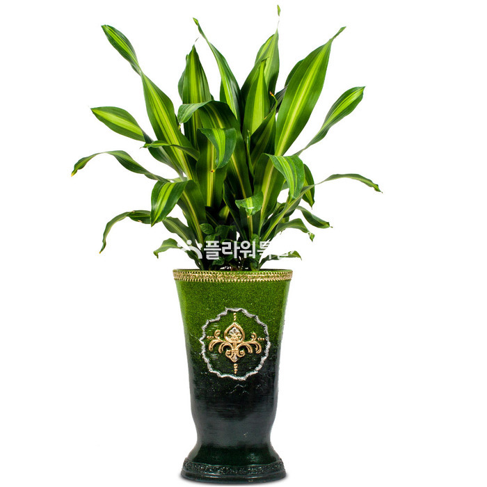 상세이미지