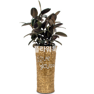 멜라닌고무나무