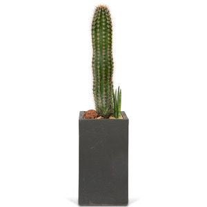 선인장2