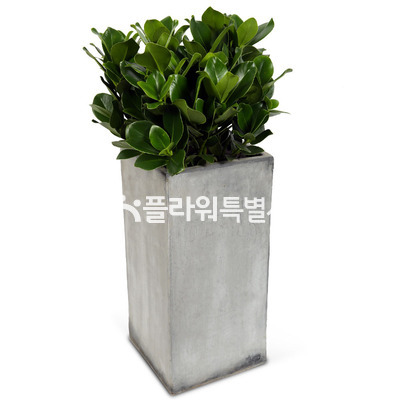 크루시아시멘트분