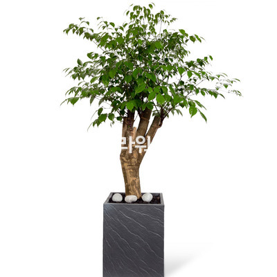 해피트리사각분