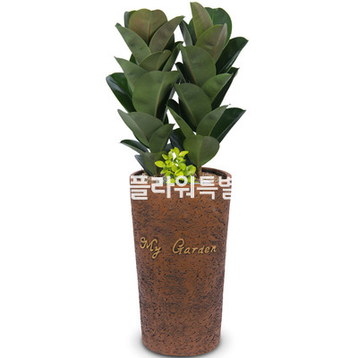 고무나무4