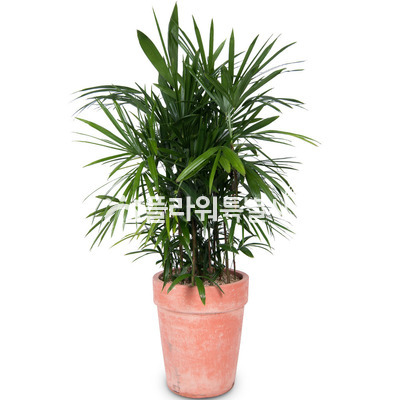 관음죽4