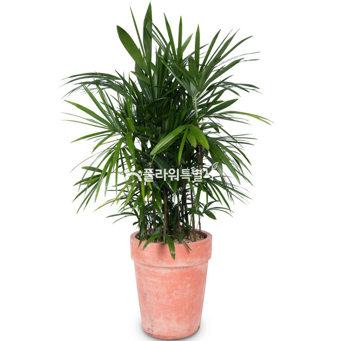 상세이미지
