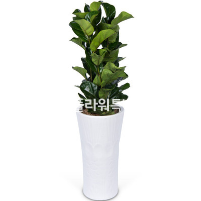떡갈고무나무사기분