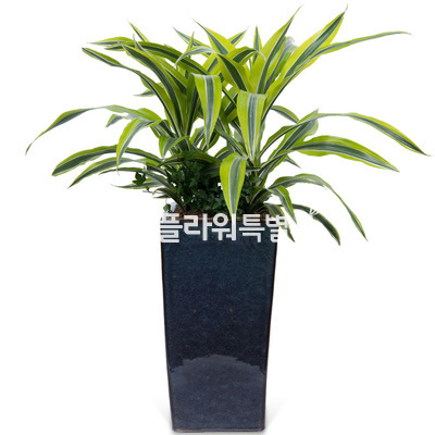 골든라인사기분