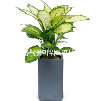 마리안느시멘트분
