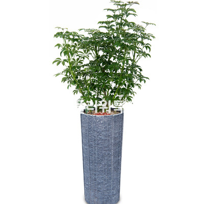 키작은홍콩야자2