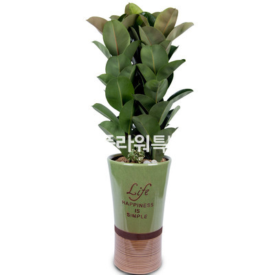 고무나무2