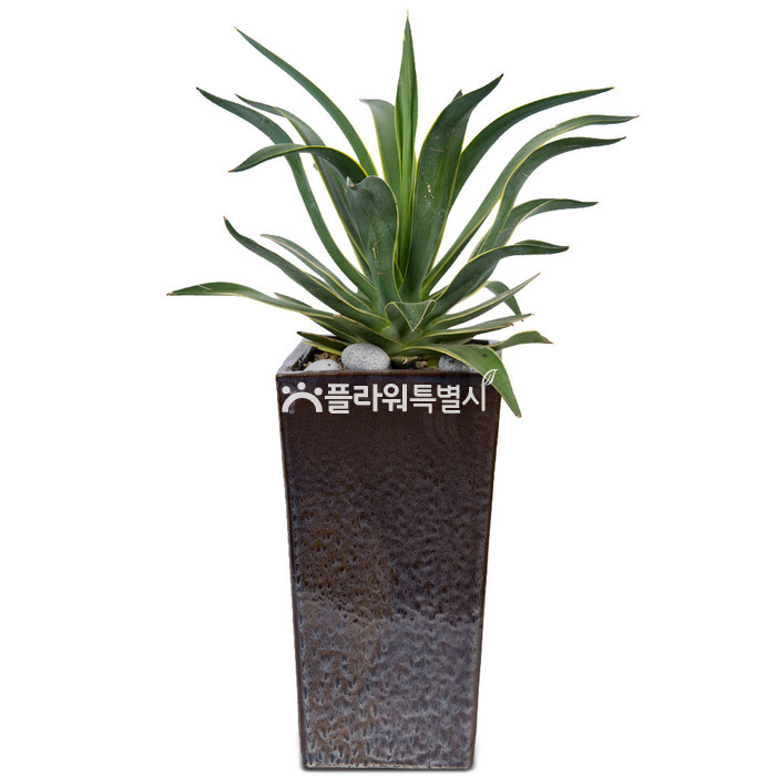 상세이미지