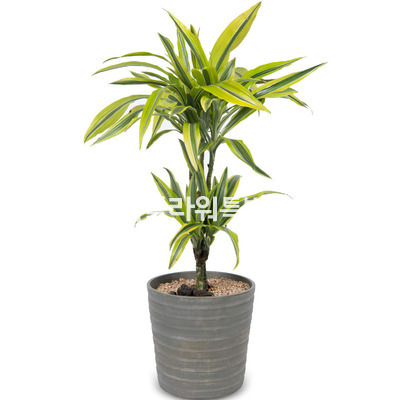 골든라인2