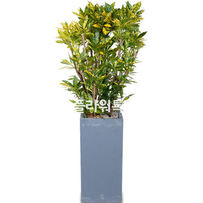 크로톤사각분2