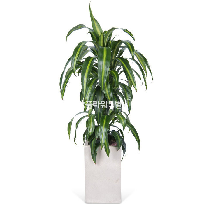 상세이미지