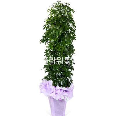 홍콩야자대품
