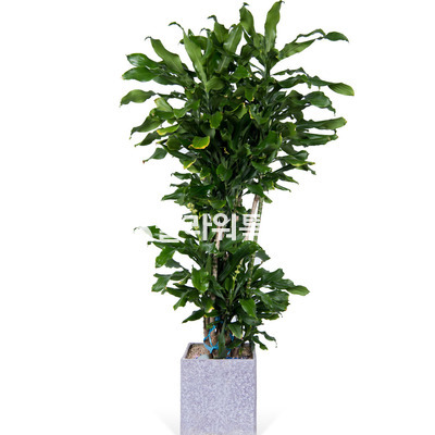 황금죽(고급)