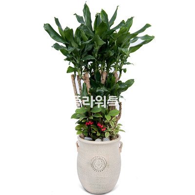 황금죽2