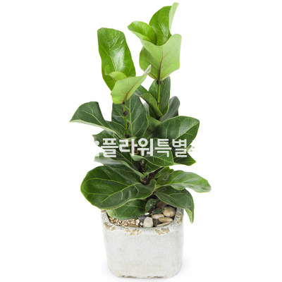 떡갈