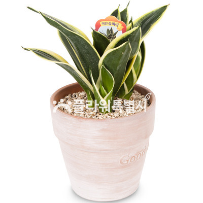 미인슈퍼바