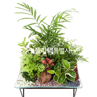 모듬식물(수반)