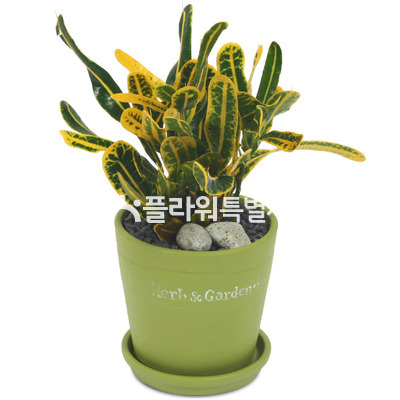 크로톤미니(돌)