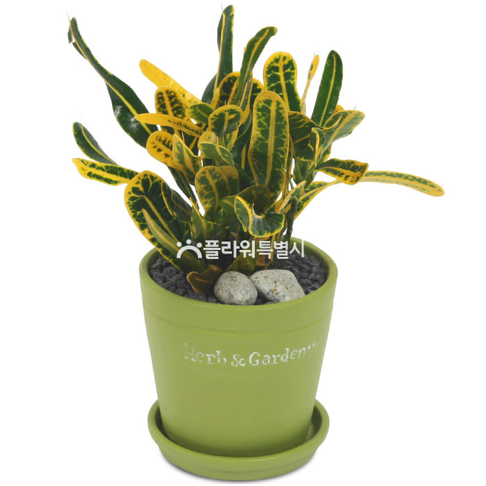 상세이미지