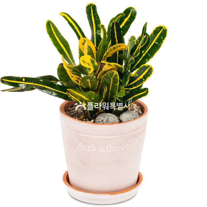 상세이미지