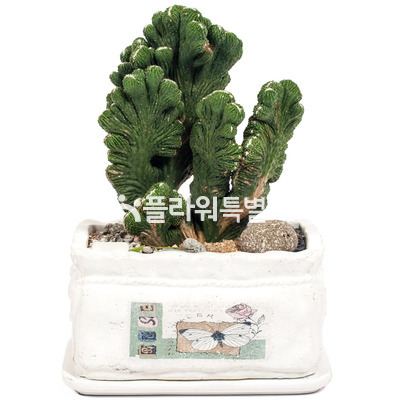 구름쇠선인장다육