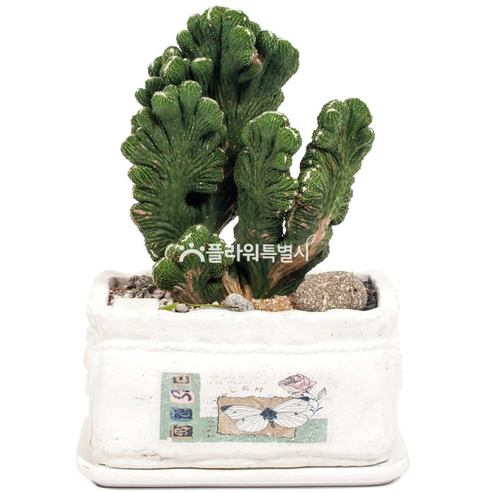 상세이미지