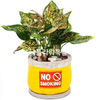 아글라오네마