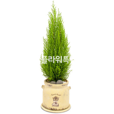 율마