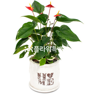 안스리움2