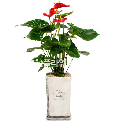 안스리움(높은분)