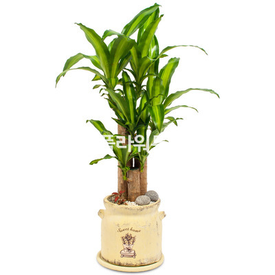행운목테라분