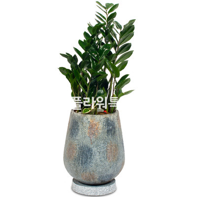 금전수디자인분