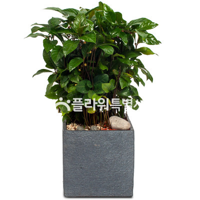 천냥금