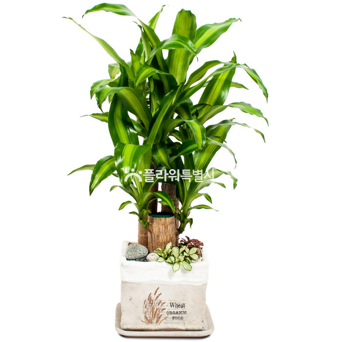 상세이미지