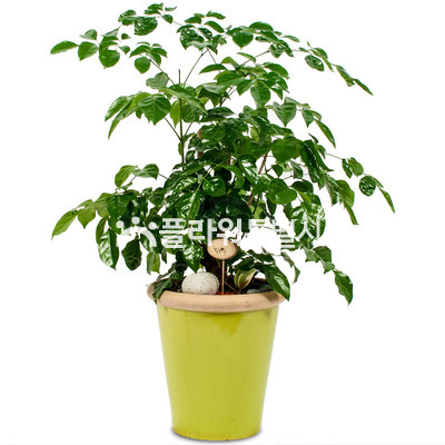 녹보수탁상용7