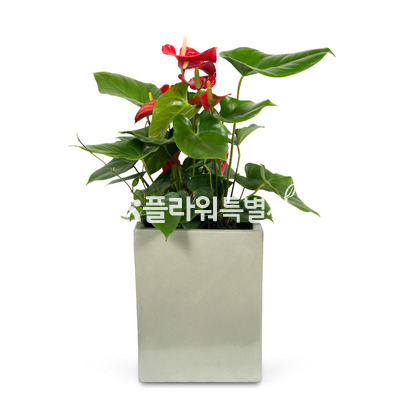 안스리움시멘트분