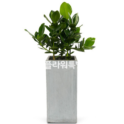 크루시아시멘트사각2
