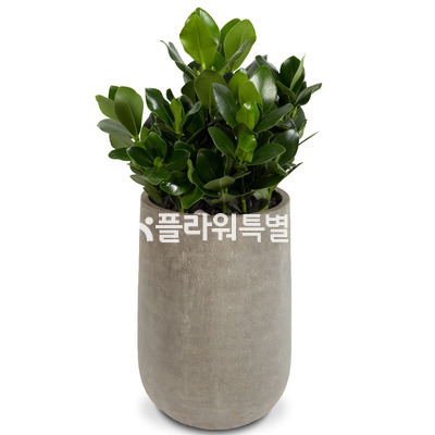 쿠르시아시멘트원분