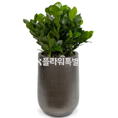 러블리크루시아