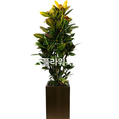 멋진크로톤고급